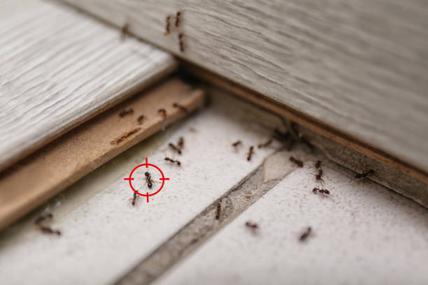 Mount Repose, OH Pest Control Company