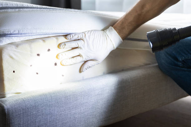 Best Cockroach Control Services  in Mount Repose, OH