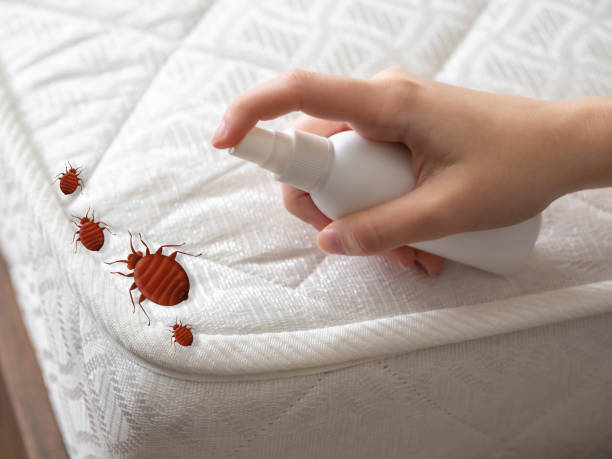 Best Bed Bug Extermination  in Mount Repose, OH